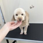 Thumbnail of post image 103