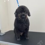 Thumbnail of post image 198